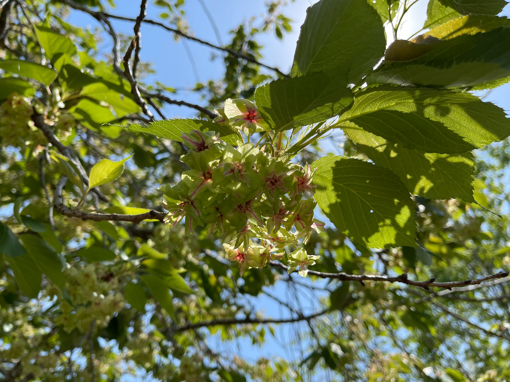 寄居町宗像神社の緑色の桜 御衣黄桜 ぎょいこうさくら を見てきました あらかわプレス