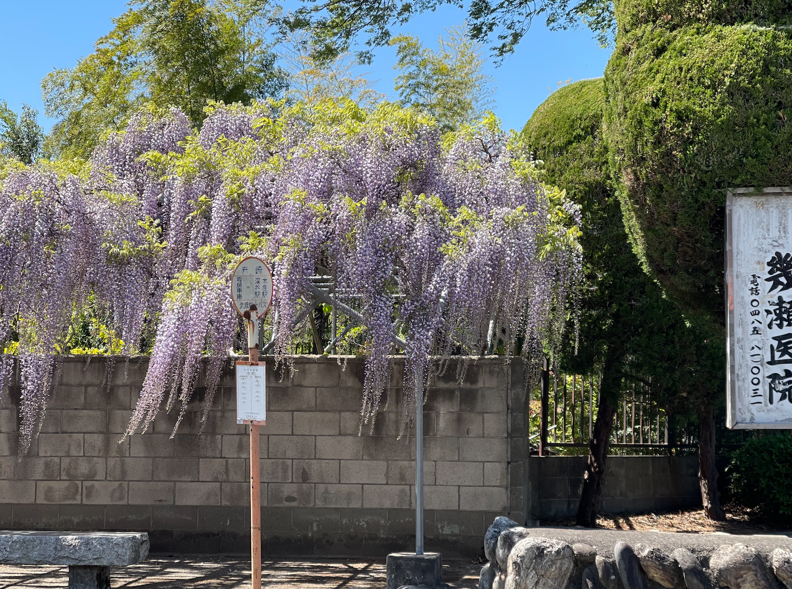 美しいバス停 埼玉県寄居町桜沢 岩崎バス停 の藤棚 藤の花が綺麗です あらかわプレス