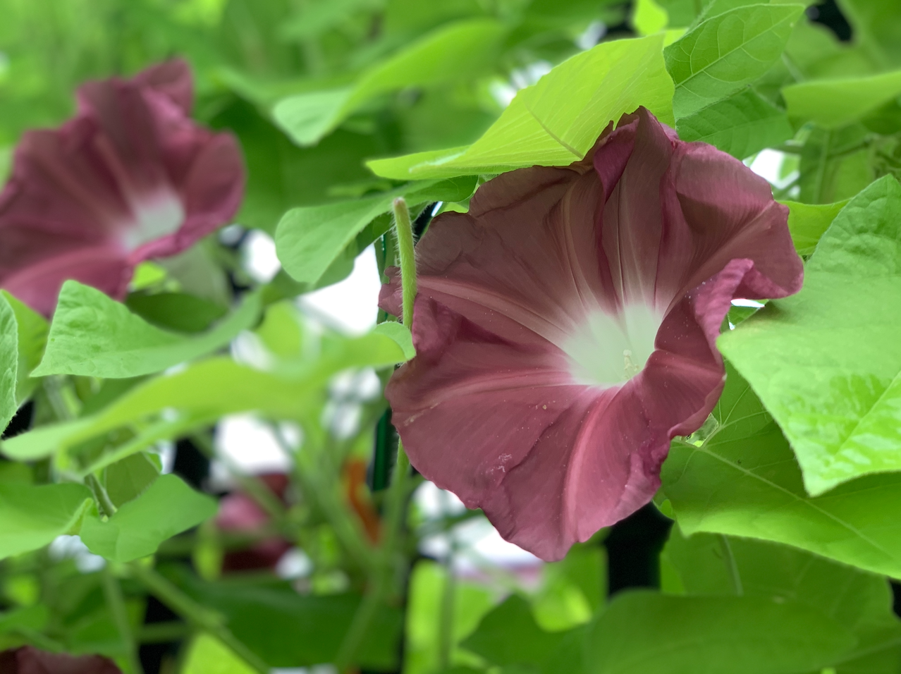 寄居町あさがお祭り 第1回寄居朝顔まつり で幻の銘花朝顔 團十郎 が埼玉県寄居町で競演です あらかわプレス