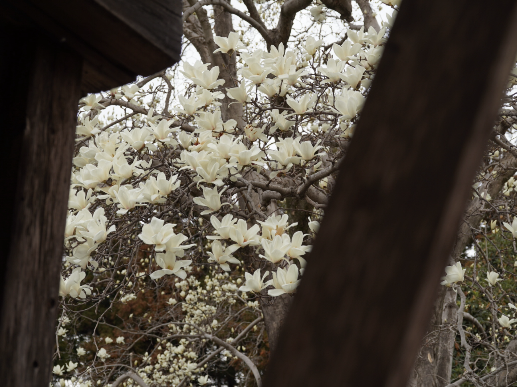 寄居町赤浜の 常楽寺 の木蓮 ハクモクレン がきれいです ３月中旬 あらかわプレス